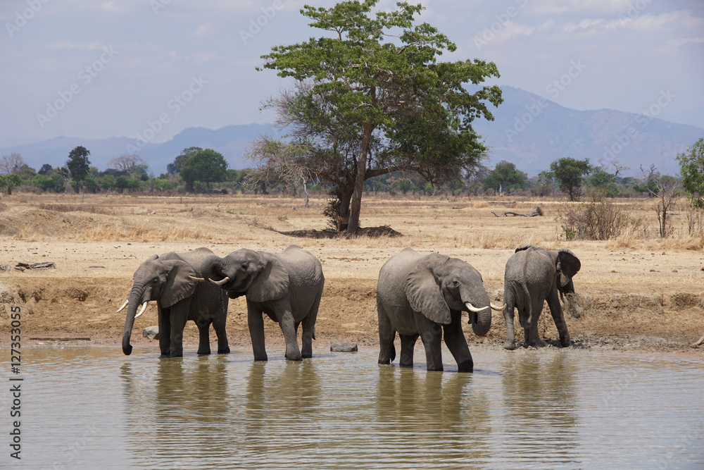 Obraz premium Elephants Drinking