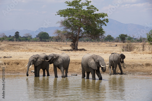 Elephants Drinking