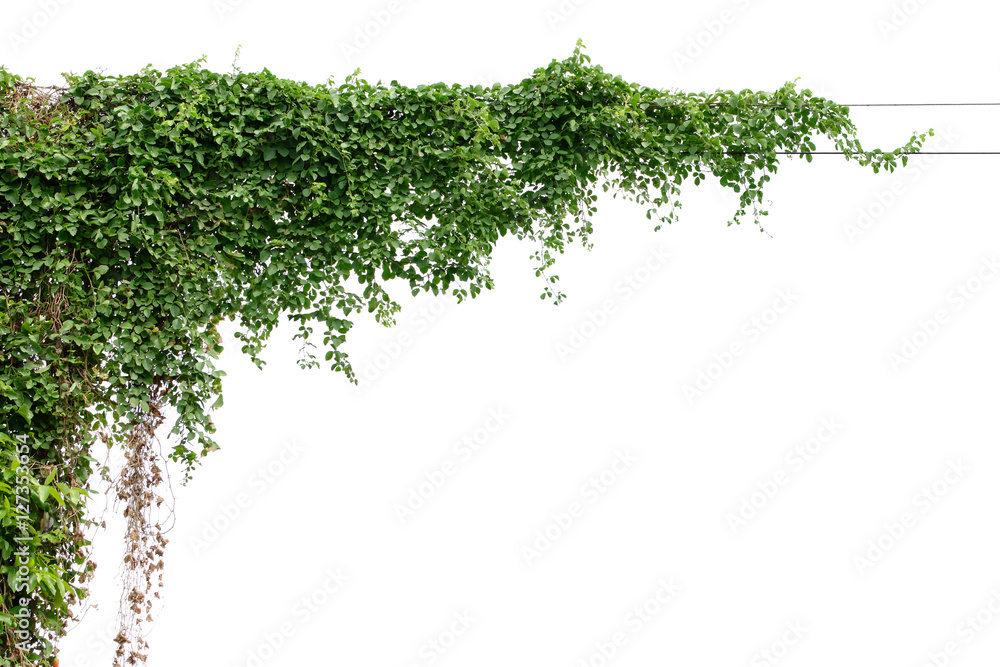 Plants ivy. Vines on poles on white background Plants ivy. Vines on poles on white background