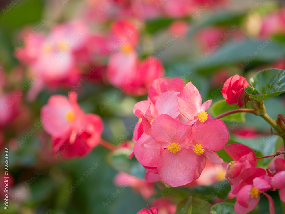 Obraz premium ベゴニアの花壇