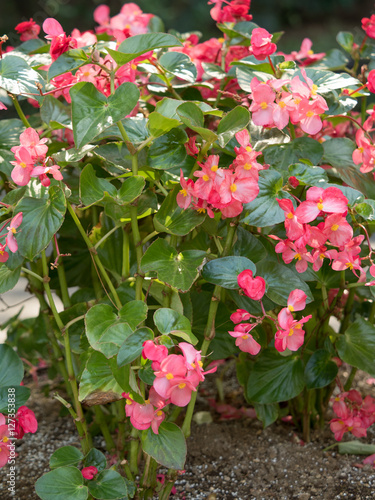 Wallpaper Mural ベゴニアの花壇　 Torontodigital.ca