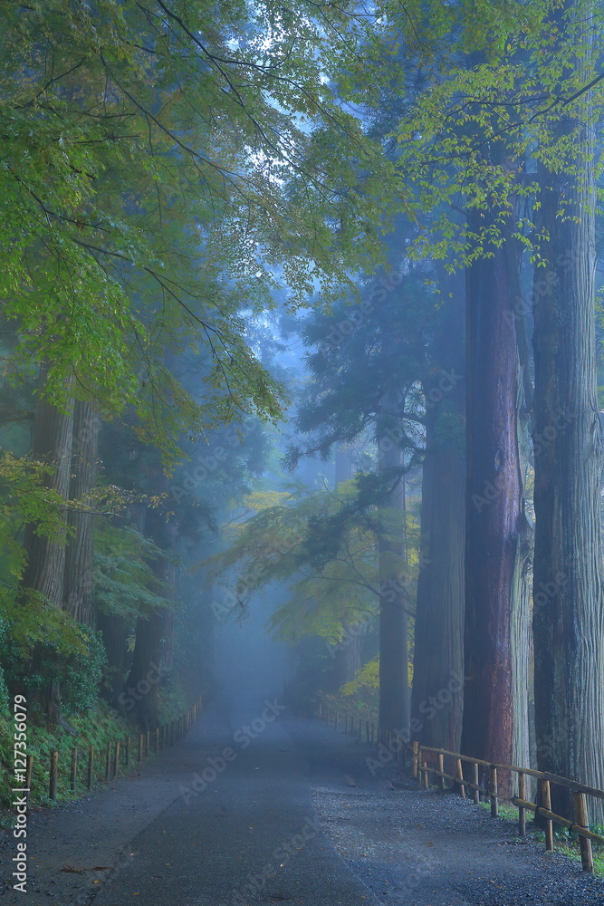 Fototapeta premium 世界遺産 平泉 中尊寺 月見坂の紅葉