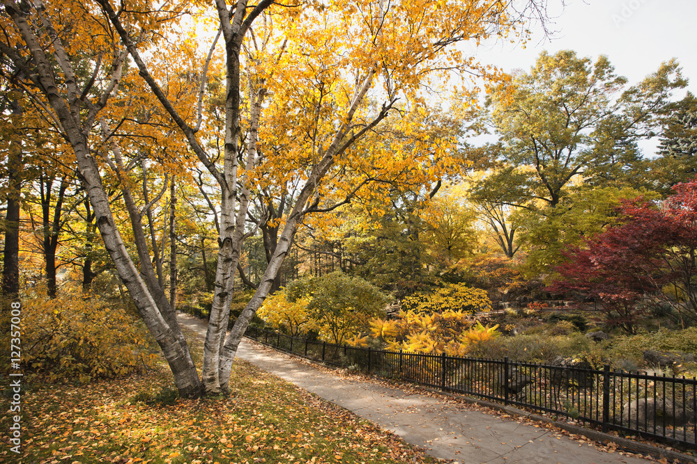 Park path throuh autumn forest