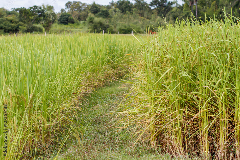 rice rice
