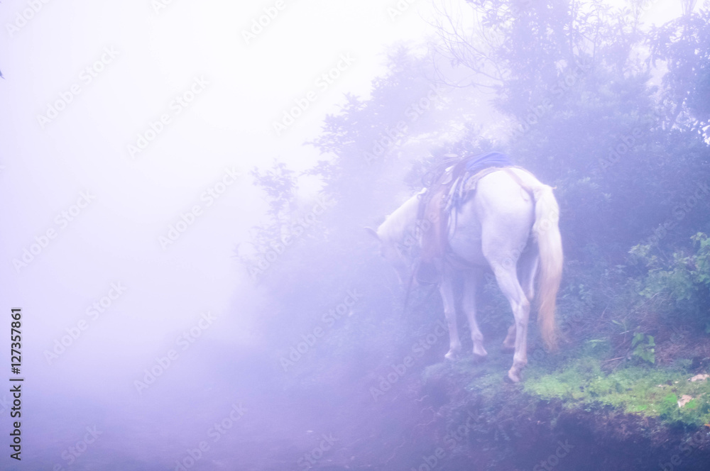 horse titers on the side of fog laden mountain horse titers on the side of fog laden mountain