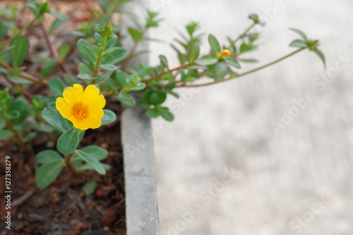 Rose moss flower photo