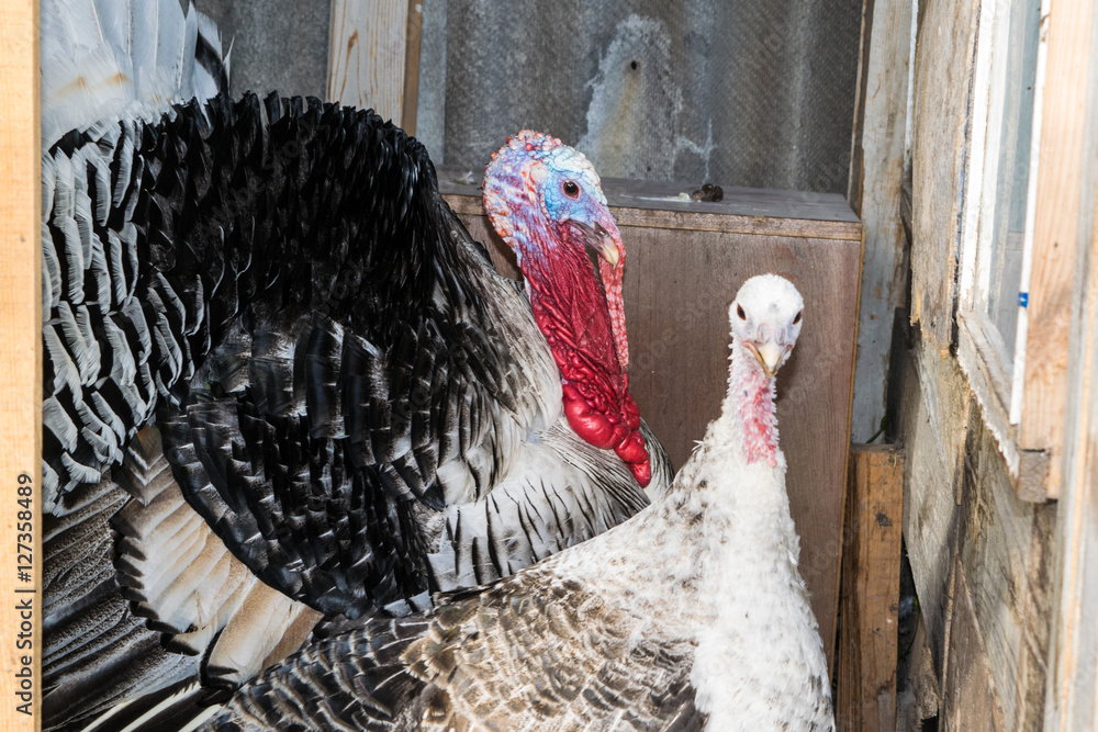 Couple of Turkeys in woodshed