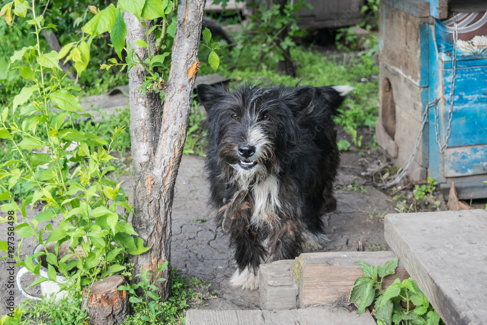 dog near rural doghouse
