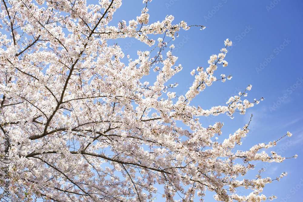 目黒川の桜 目黒川の桜