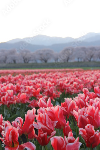 舟川べりの風景 photo