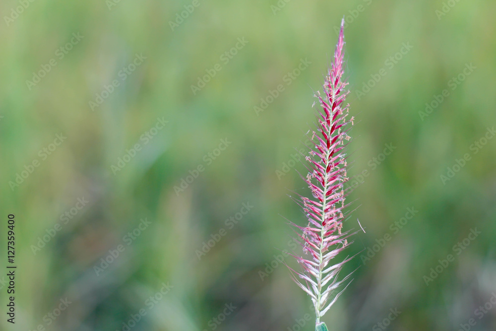 Grass flower .