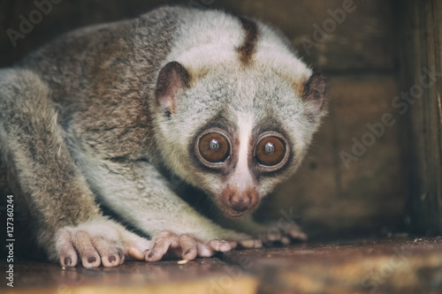 Closeup slow loris monkey © praisaeng