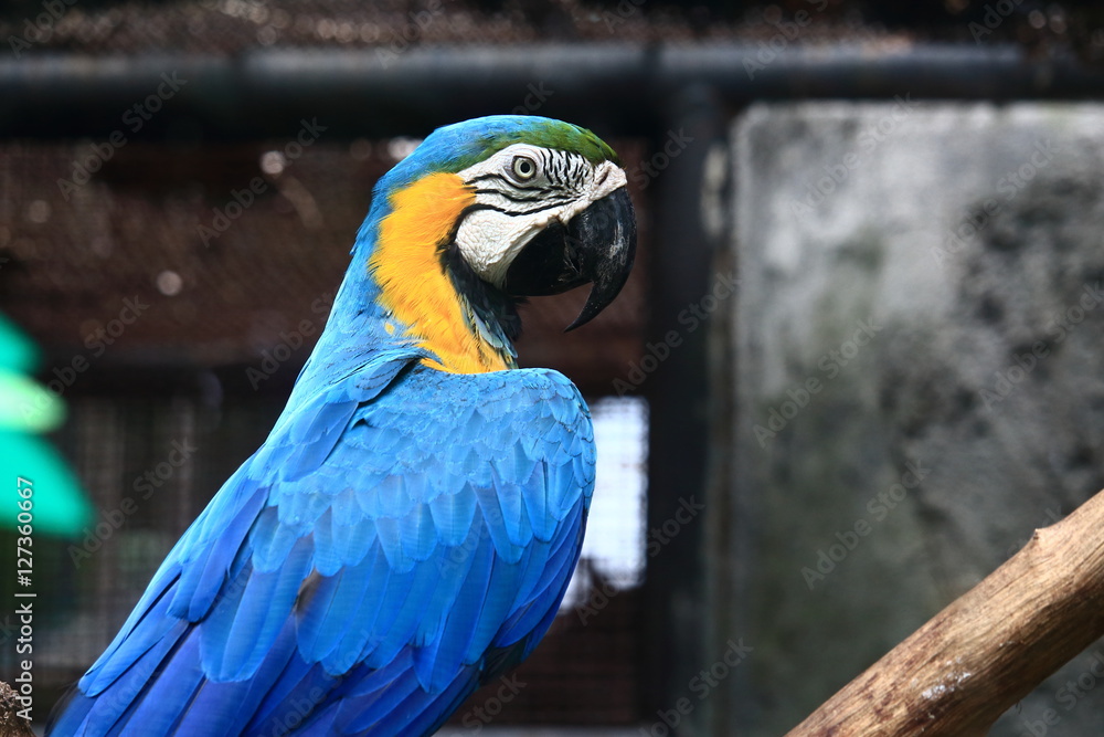 Obraz premium Colorful Macaw