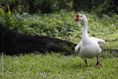 Goose Running On the Green Grass photo