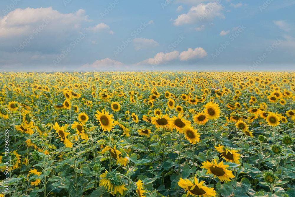 Obraz premium Sunflower field