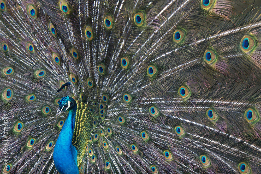 Fototapeta premium Blue peacock
