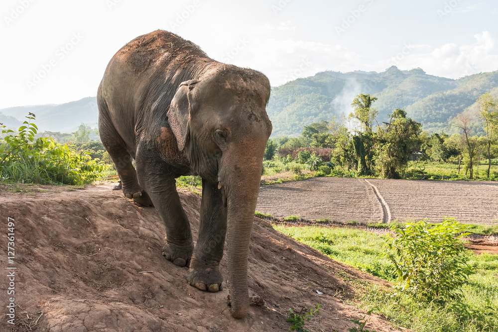 Obraz premium Big elephant is walking in the field.
