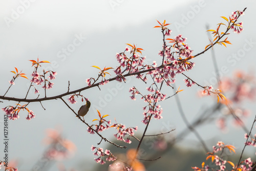 beautiful bird on Cherry blossom flower or Himalayan Cherry flow