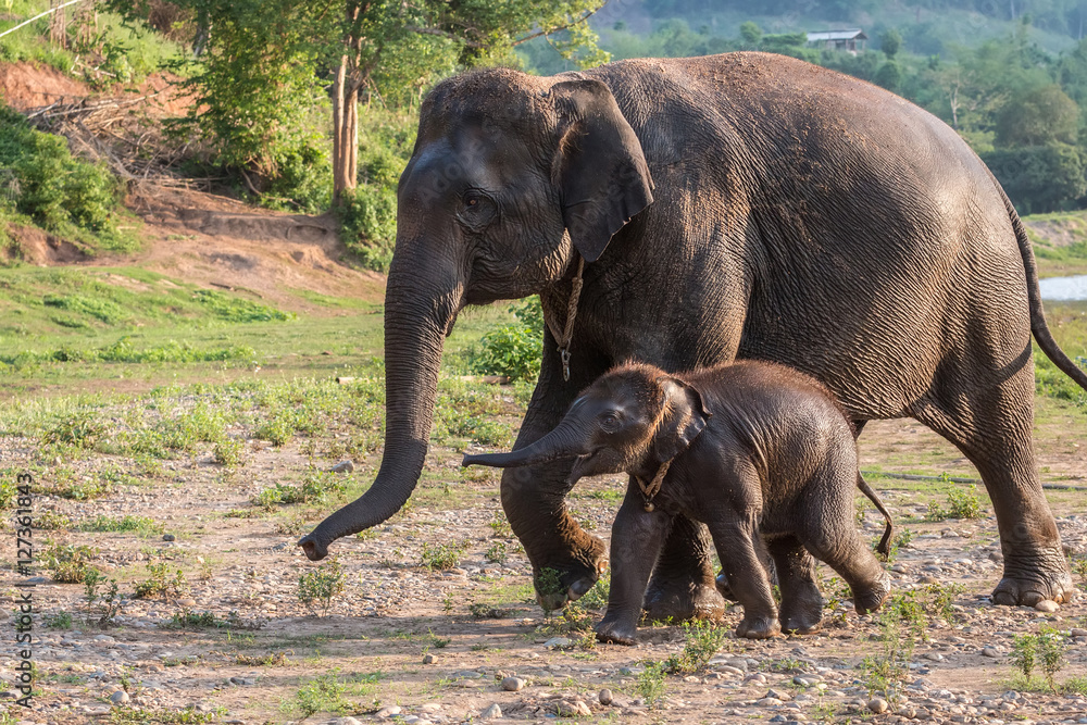 Mother and baby elephant walking along the walkway