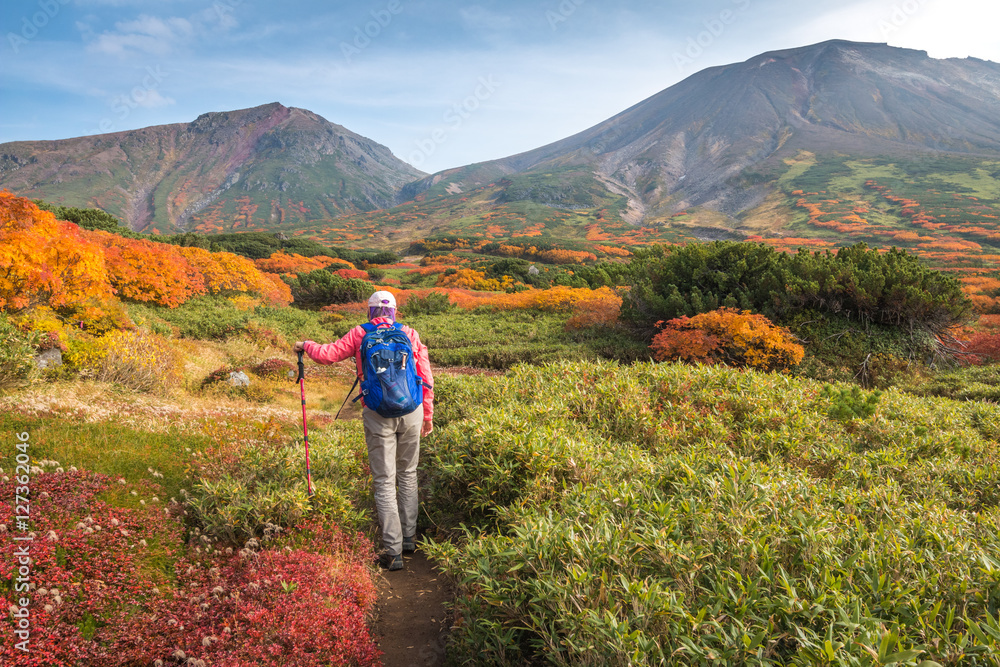 Woman hiking among autumn colors on hiking trail toward Asahidake in Daisetsuzan, Hokkaido, Japan.
