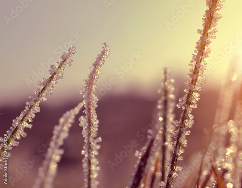 Ice crystals on grass at sunset. Nature background.