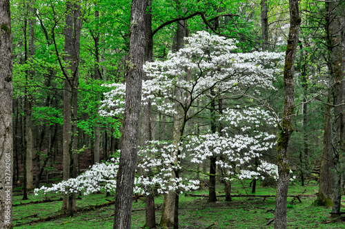 Spring dogwood