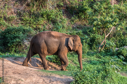 Big elephant is walking in the field.