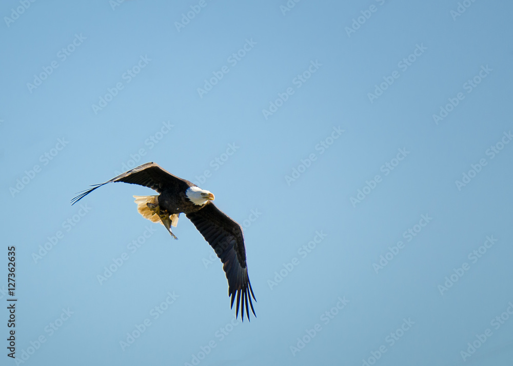Fototapeta premium Catch of the Day