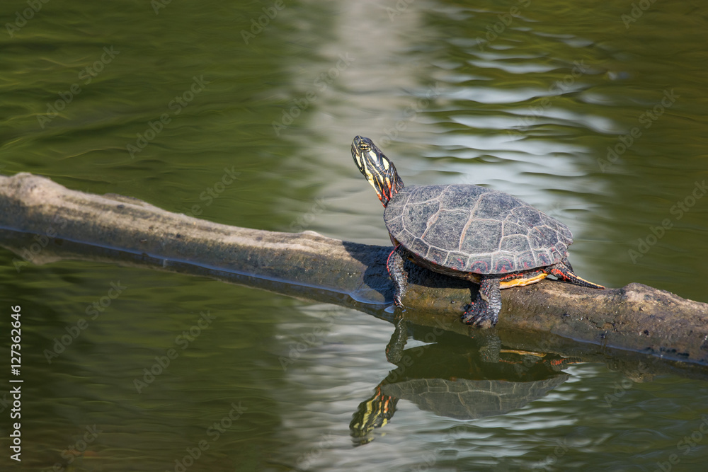 Obraz premium A painted turtle gets some sun on a log in fall in New England