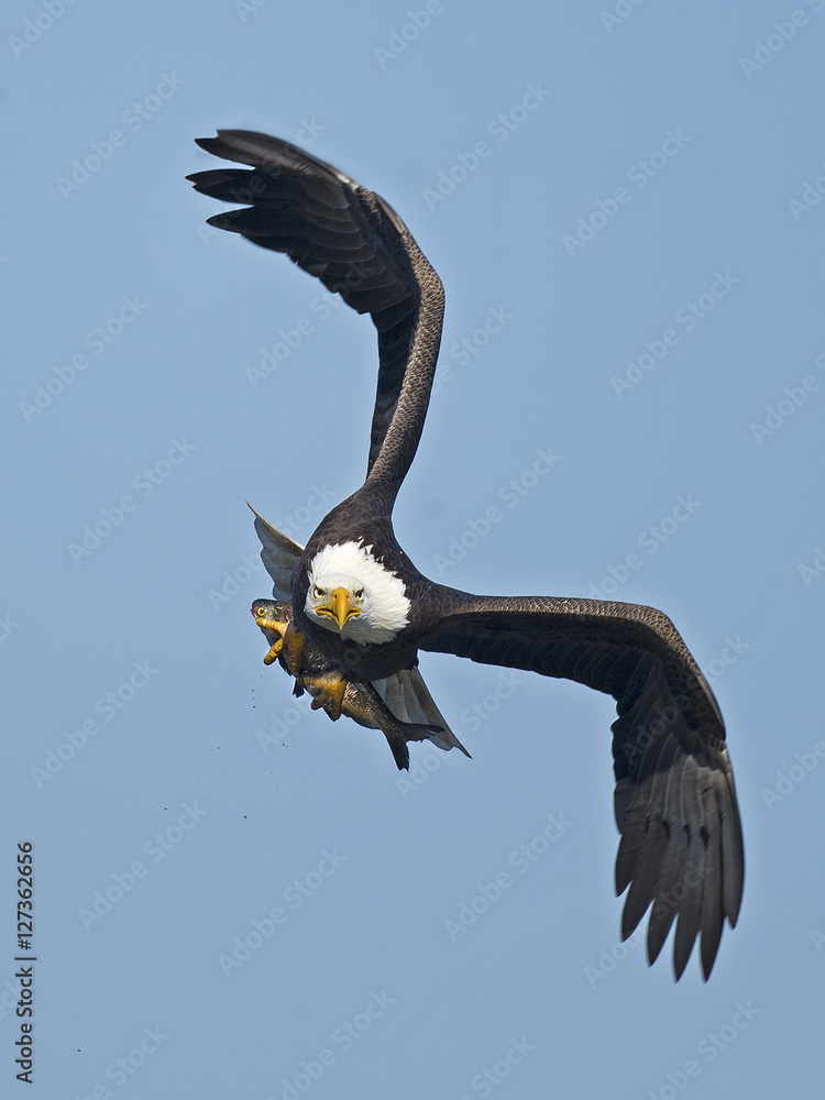 Fototapeta premium Bald Eagle in Flight