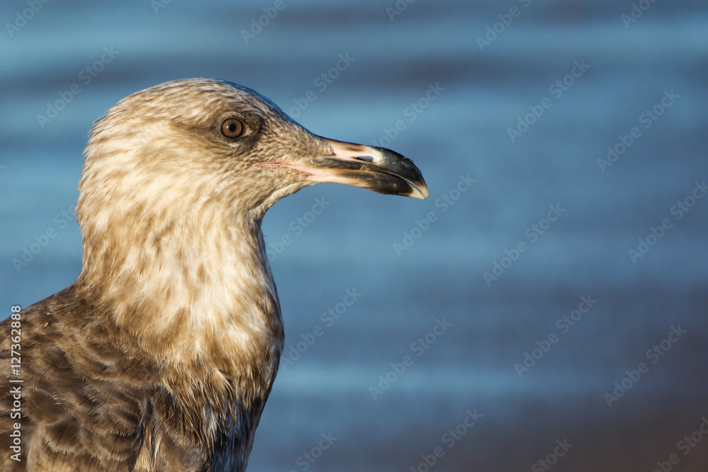 A Herring Gull at sunrise in eastern Long Island, New York, US A Herring Gull at sunrise in eastern Long Island, New York, US
