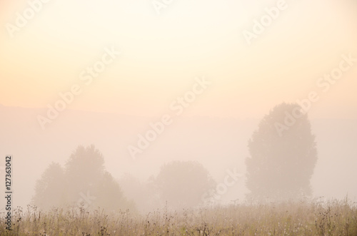 thick morning fog in the summer forest