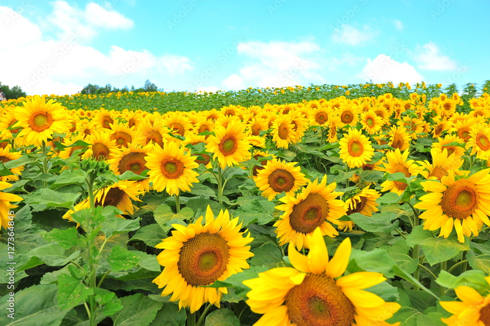 Obraz premium Sunflower Fields in Japan