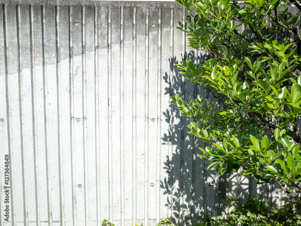 Tree and its shadow on a wall. Tree and its shadow on a wall.