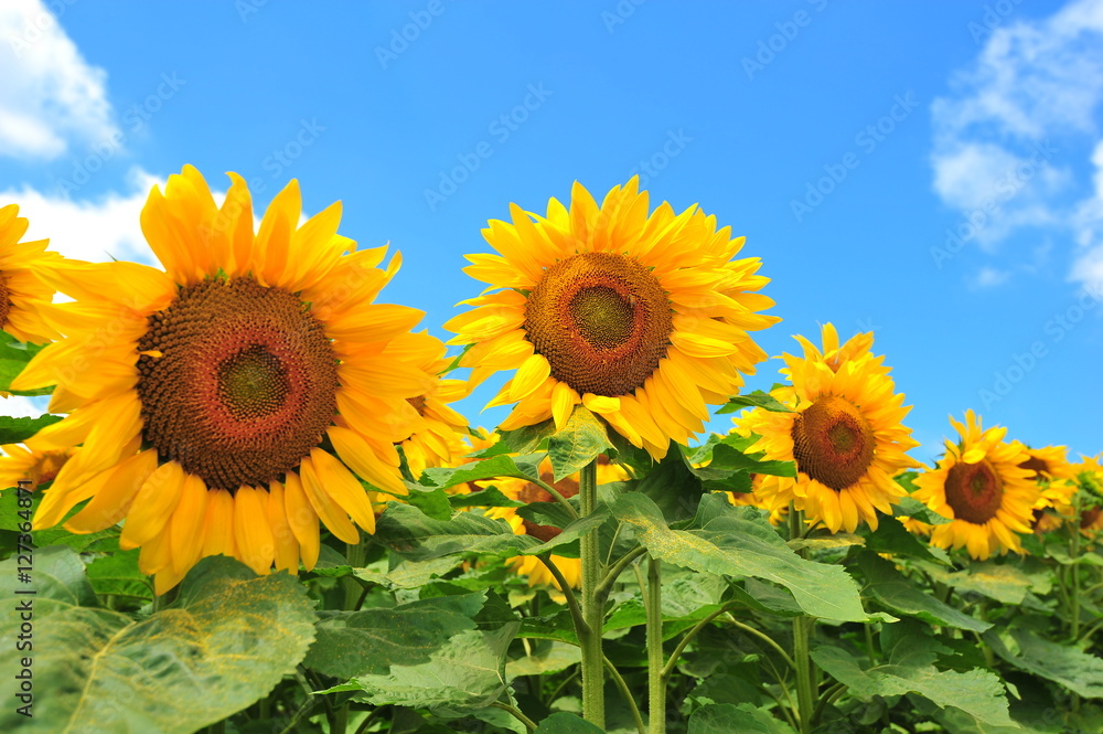 Sunflower Fields in Japan