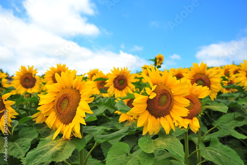 Sunflower Fields in Japan