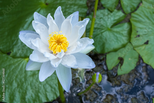 A beautiful white lotus flower in pond