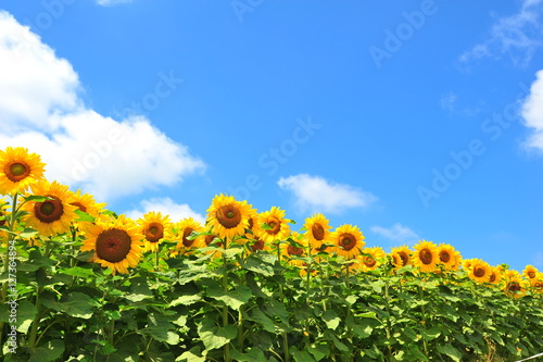 Sunflower Fields in Japan
