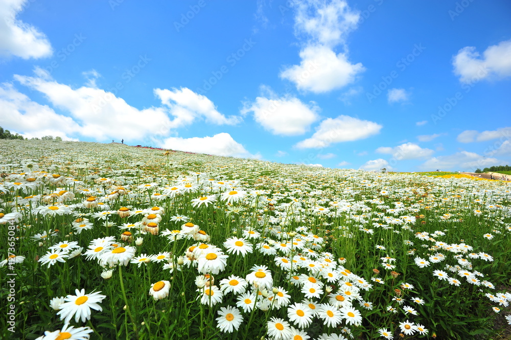 Obraz premium Colorful Flower Fields in Japan