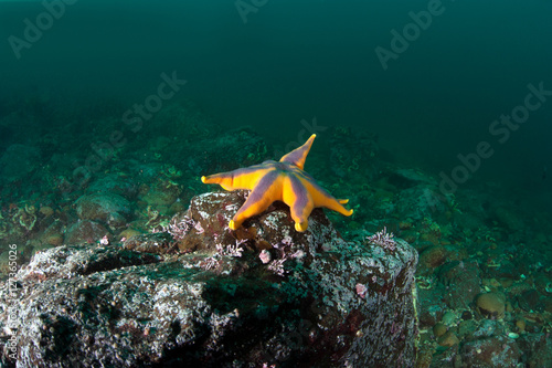 Bright starfish in the deep