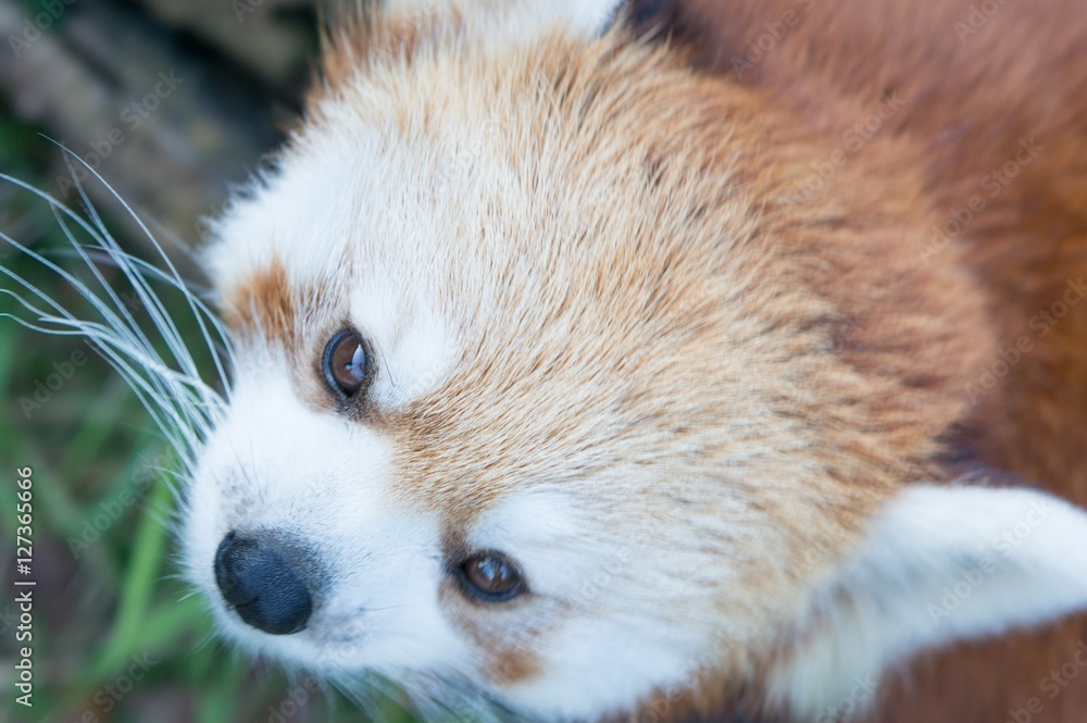 レッサーパンダ レッサーパンダ