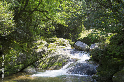 屋久島 白谷雲水峡