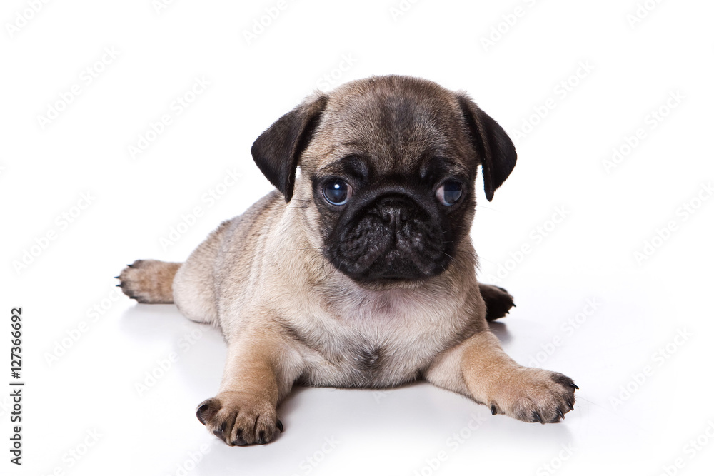 Puppy pug (isolated on white background)