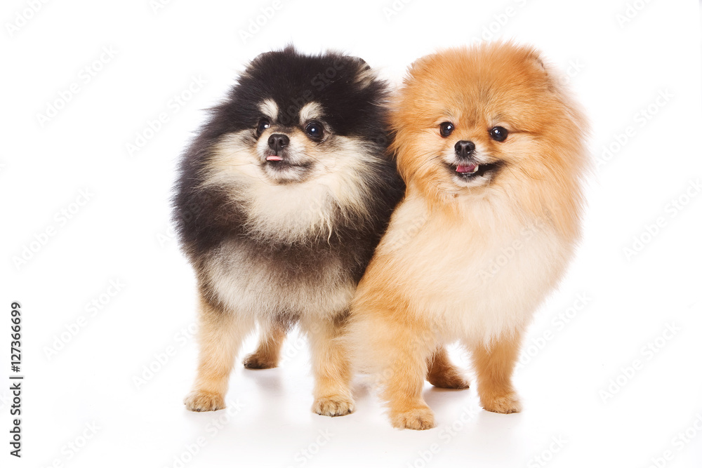 Two Spitz puppy dog (isolated on white)