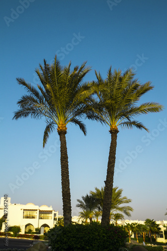 Palm tree © alexxl0126