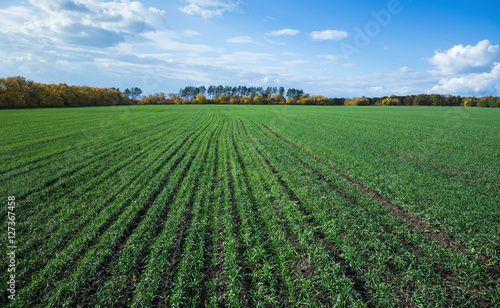Agricultural field in Europe