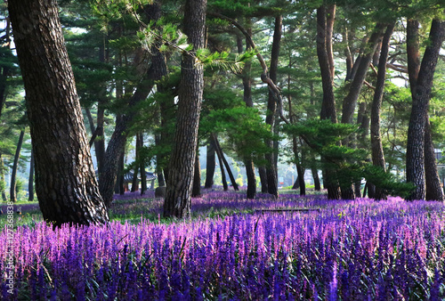 Wallpaper Mural 상주 맥문동꽃 Torontodigital.ca