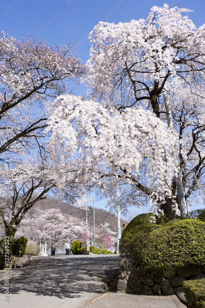 Cherry Blossoms Erinji Yamanashi 山梨県恵林寺の桜 Stock Photo Adobe Stock Cherry Blossoms Erinji Yamanashi 山梨県恵林寺の桜 Stock Photo Adobe Stock