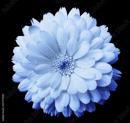 Fototapeta Naklejka Na Ścianę i Meble -  blue-light blue Flower calendula, blossoms petals blue  with dew, black isolated background with clipping path. no shadows. Closeup with no shadows. for design.