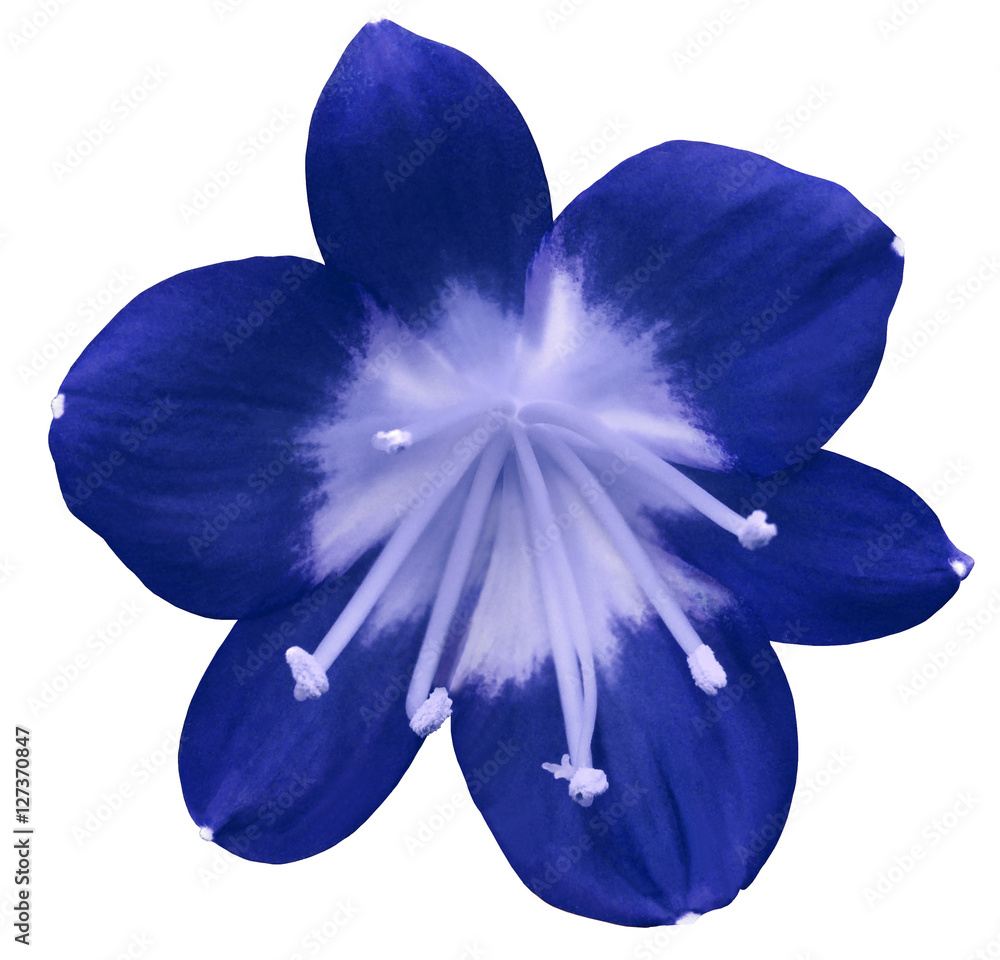 lily blue flower, isolated with clipping path, on a white background